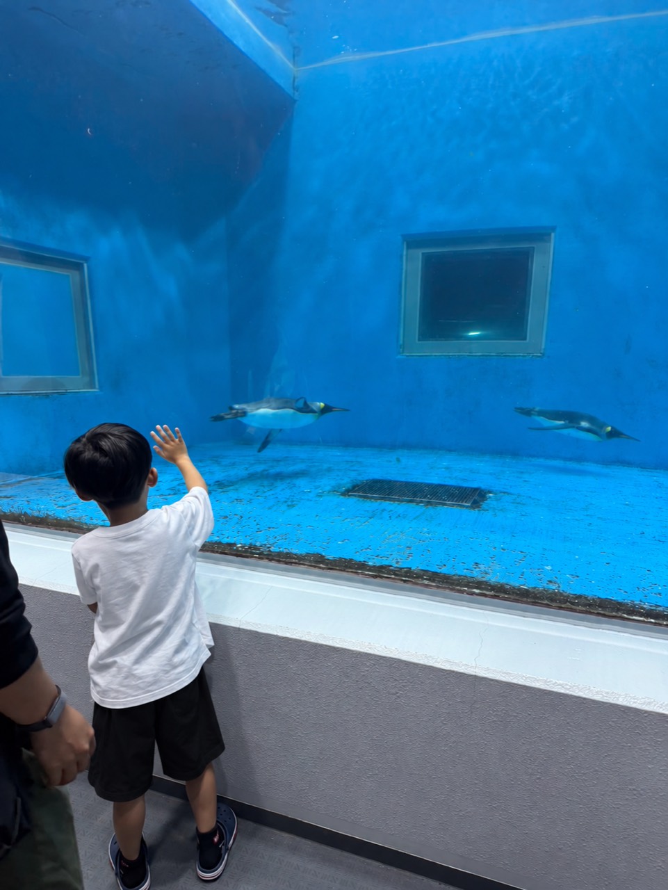 越前松島水族館で、水中を泳ぐペンギンに手を伸ばす子ども